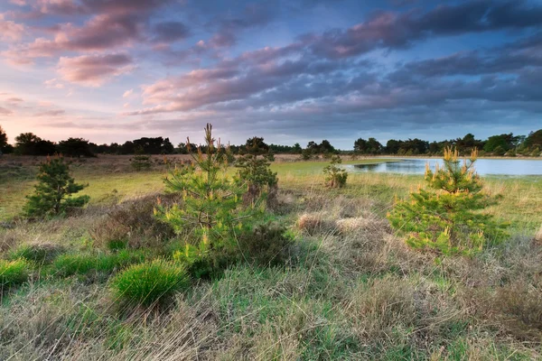 Solnedgången ljus över små granar — Stockfoto