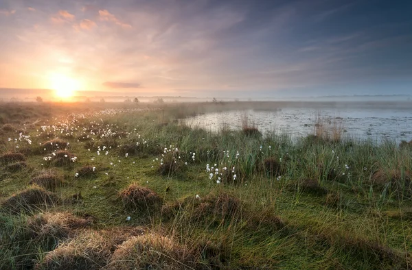 Lever de soleil doré sur un marais avec de l'herbe de coton — Photo