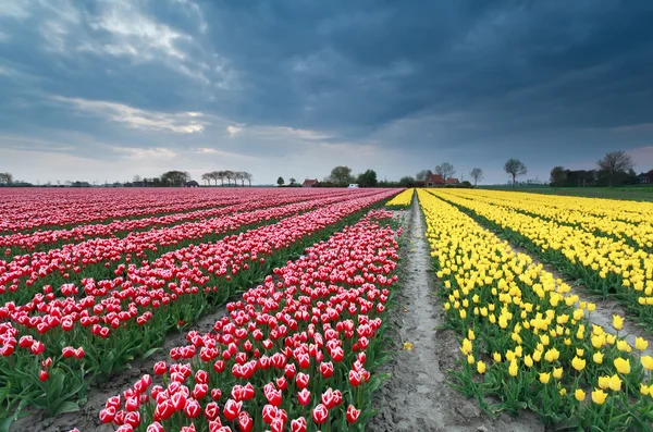 Campo tulipa vermelho e amarelo — Fotografia de Stock