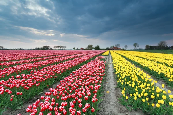 Pole tulipanowe w Holandii — Zdjęcie stockowe