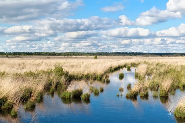 Голубое небо над болотной водой — стоковое фото