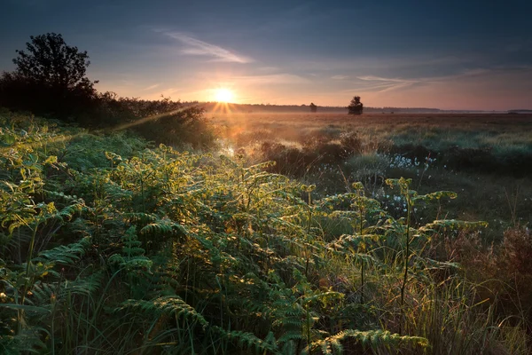 Mistige zonsopgang op moeras met varens — Stockfoto