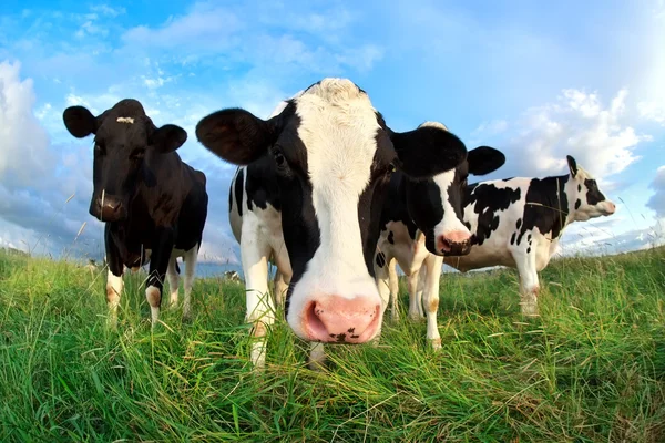 Divertida cabeza de vaca sobre el cielo azul —  Fotos de Stock