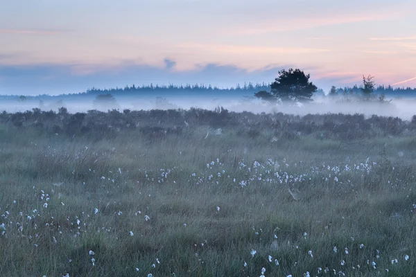 Mlhavé ráno na marsh — Stock fotografie