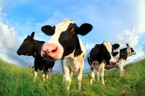 Vaches ferment sur les pâturages — Photo