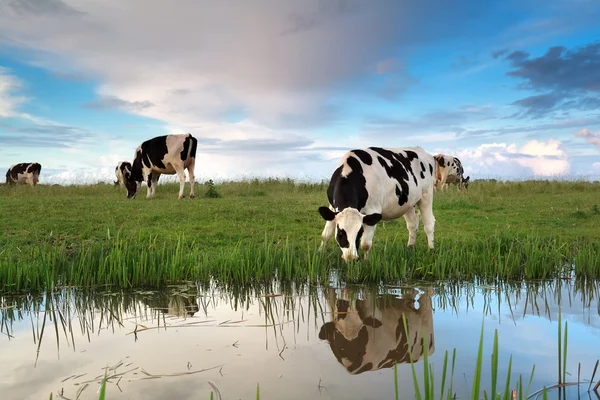 Коровы пасутся на пастбищах у реки — стоковое фото
