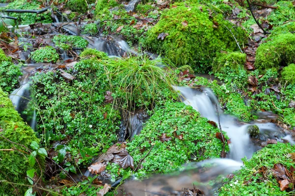 Маленькая река в зеленом лесу — стоковое фото