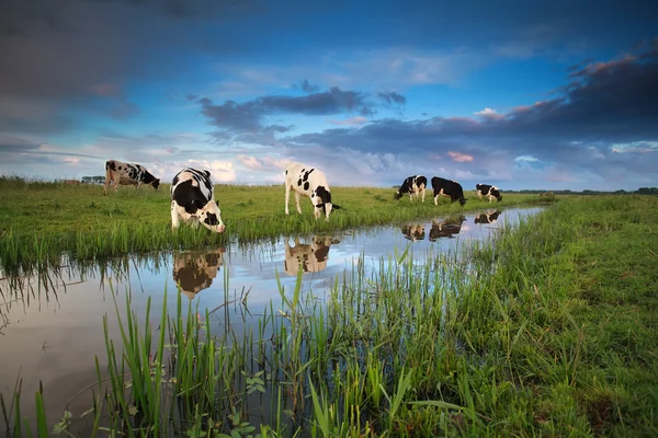 Корови пасуться на пасовищі річкою — стокове фото