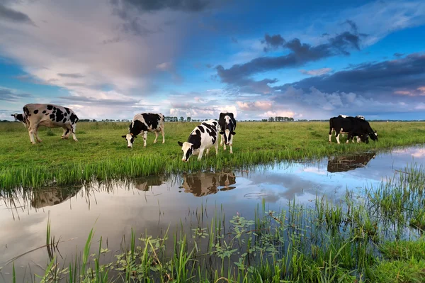 Poucas vacas pastando em pastagens por rio Imagem De Stock