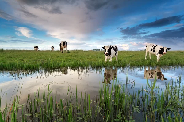 Vacas em pastagens por rio Fotos De Bancos De Imagens