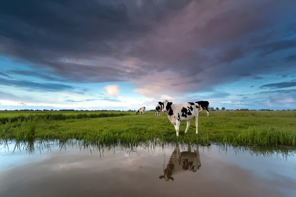 河边牧场上的奶牛 图库图片