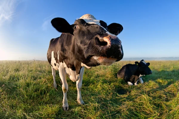 Смешная морда коровы с широким углом Стоковая Картинка