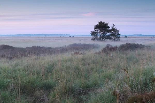 Mistige zomer zonsopgang op moeras — Stockfoto