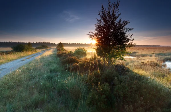 Nebliger Sonnenaufgang auf Sumpfland im Sommer — Stockfoto