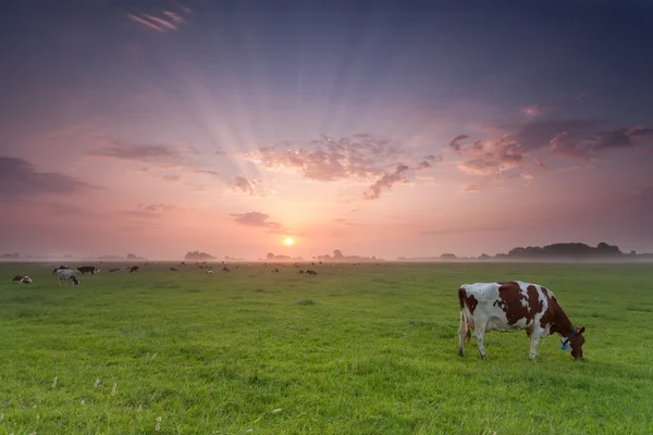 Vaca pastando en pastos al amanecer —  Fotos de Stock