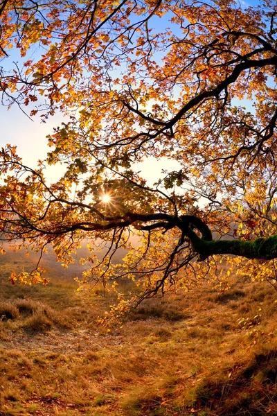 Sunshine skrze větve stromů na podzim — Stock fotografie