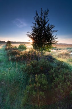 Bataklıkta yaz gündoğumu