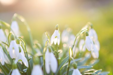 kardelen çiçek bahar güneş ışığı altında