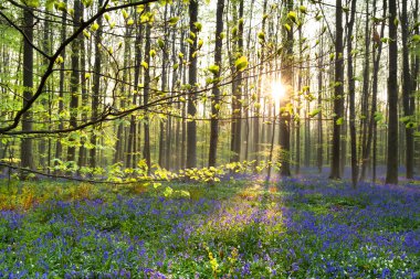 bluebell çiçekli ormandaki sabah güneş ışığı