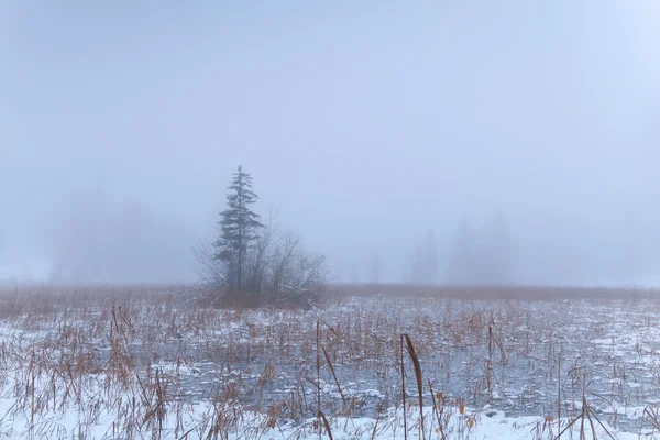 Abete rosso su palude nebbiosa in inverno — Foto Stock