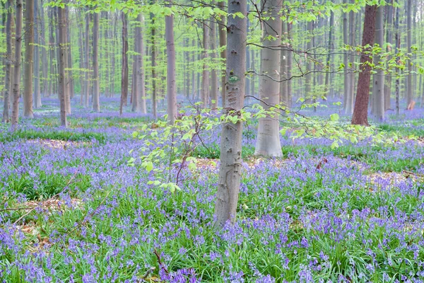 Campanule fiorite nella faggeta — Foto Stock