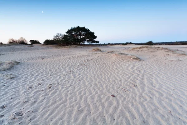 Luna sulle dune di sabbia in primavera — Foto Stock