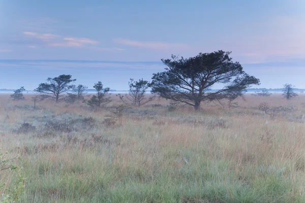 Pântano com árvores secas na primavera — Fotografia de Stock