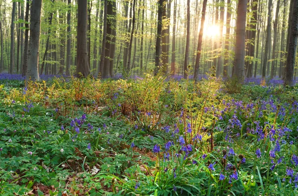 Nascer do sol na floresta com sinos azuis e samambaias — Fotografia de Stock