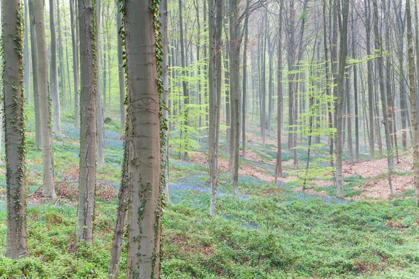 Beech forest with flowers in spring — Stock Photo, Image