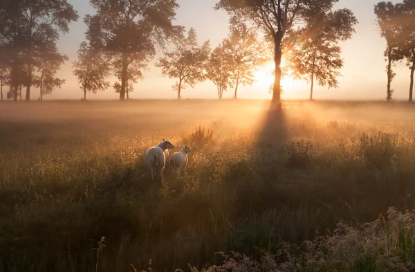 Вівці на пасовищі на туманному сході сонця — стокове фото