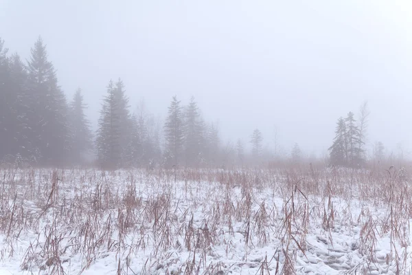 Хвойное болото зимой — стоковое фото