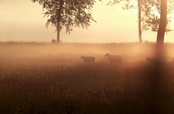 Ovejas en la hierba al amanecer brumoso —  Fotos de Stock