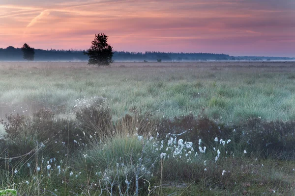 Beautiful sunrise on marsh — Stock Photo, Image