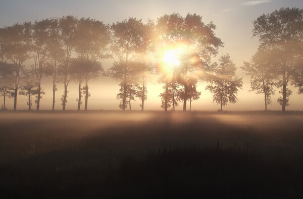 misty sunrise over summer meadow