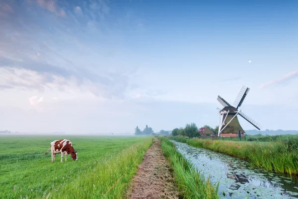 Kuh weidet auf Weide an Fluss und Windmühle — Stockfoto