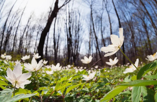 White anemone flower in spring forest — Stock Photo, Image