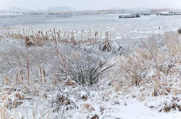 冬天的冰冻沼泽 — 图库照片