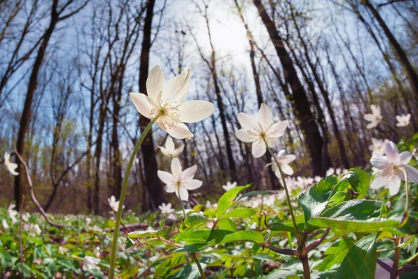 Anemone bloemen in zonnige bos — Stockfoto