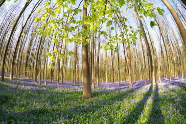 güneşli bahar orman çiçekli bluebells ile