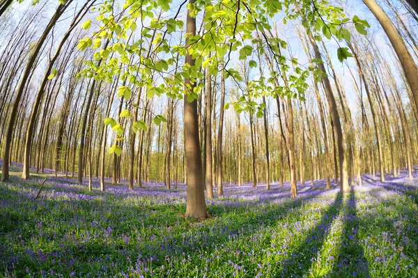 Foresta primaverile soleggiata con campanule fiorite — Foto Stock