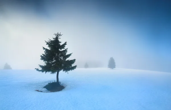 Spruce trädet på snö i morgondimma — Stockfoto
