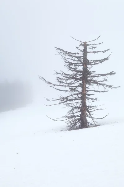 Vecchio albero secco nella nebbia densa sulla neve — Foto Stock