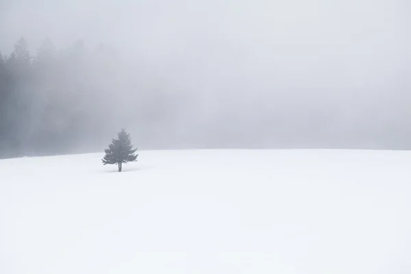 Árvore de abeto solitário na neve na névoa — Fotografia de Stock