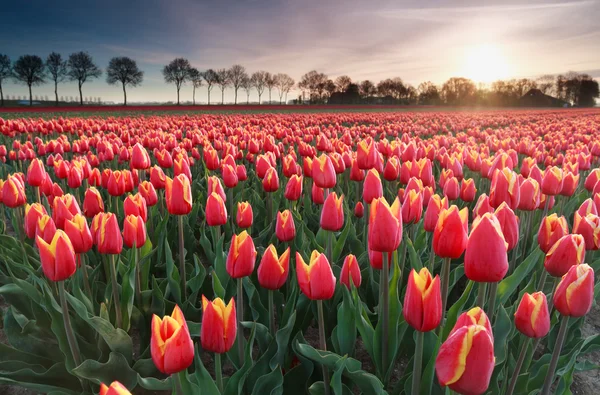 Gündoğumu güneş kırmızı lale alan Kuzey Hollanda'da üzerinde — Stok fotoğraf