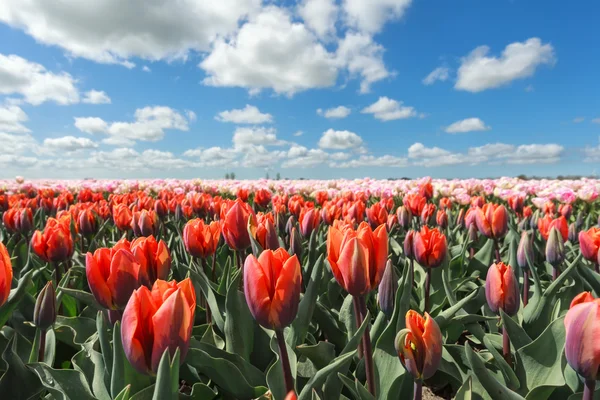Pomarańczowy i różowy tulipany w słoneczny dzień — Zdjęcie stockowe