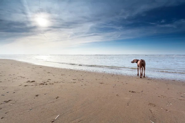 Hund på sandstrand i solsken — Stockfoto