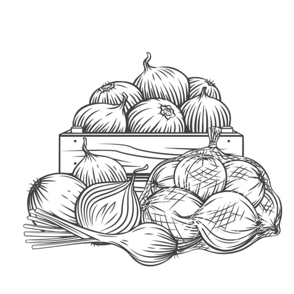 Zwiebel, Porree Outline Hand gezeichnet monochrom gravierte Vektorillustration im Retro-Skizzenstil für Werbung Farm Produkte speichern — Stockvektor