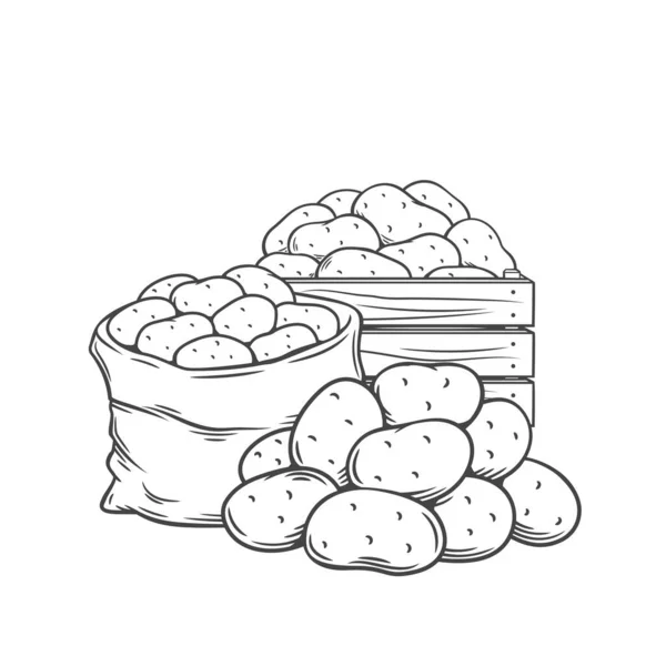I tuberi di patata delineano un'illustrazione vettoriale monocromatica disegnata a mano in stile schizzo retrò per pubblicità di negozio, etichetta di mercato — Vettoriale Stock