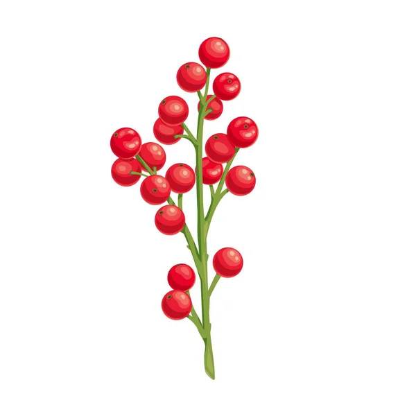 Holly oksa punaisilla marjoilla — vektorikuva
