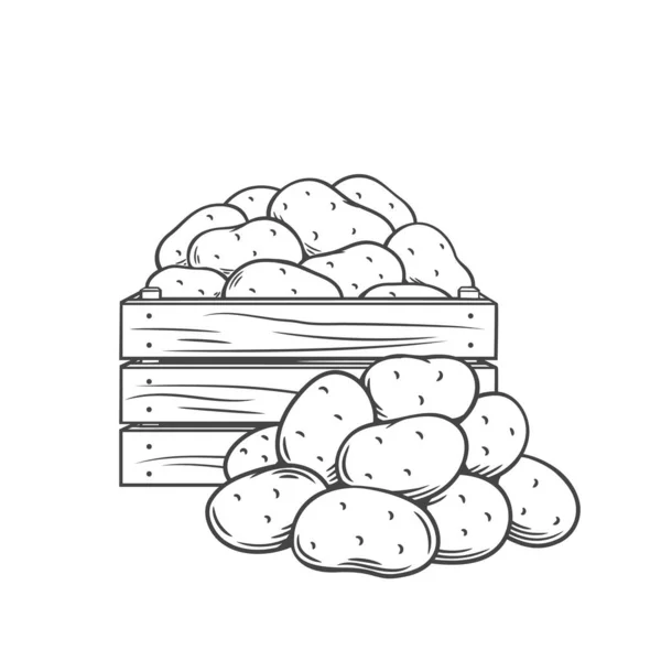 ジャガイモ塊茎モノクロアウトラインイラスト — ストックベクタ